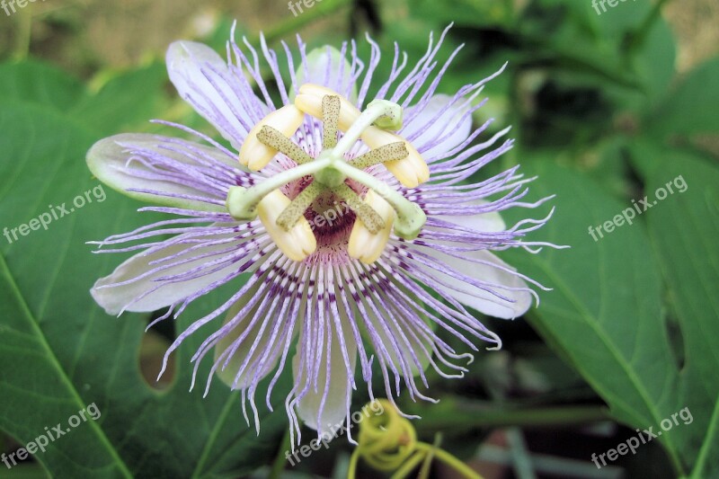 Passion Flower Flower Nature Floral Plant