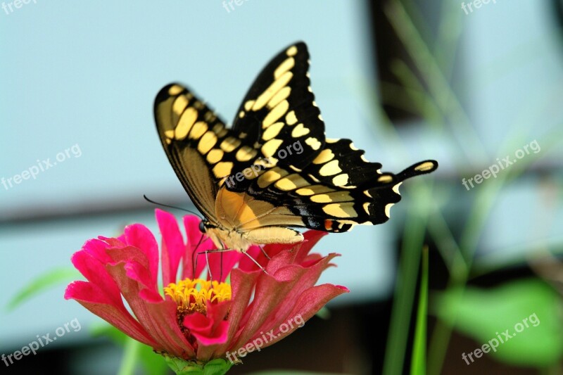 Swallowtail Butterfly Zinnia Flower Nature