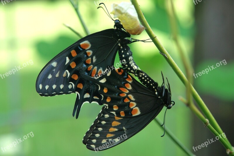 Butterfly Insect Nature Black Summer