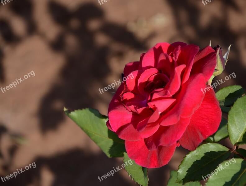 Flower Rosa Flowers Plant Red Roses