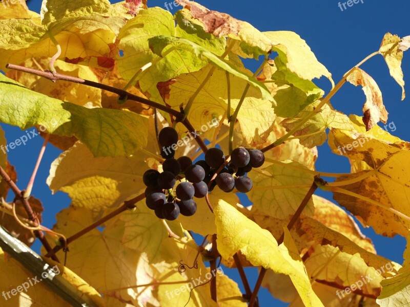 Grapes Leaves Autumn Mood Free Photos