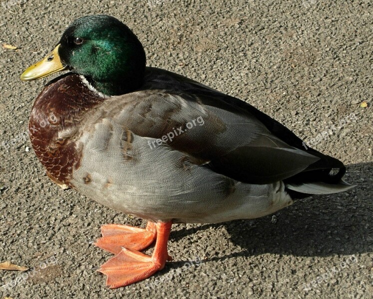 Duck Bird Nature Wildlife Free Photos