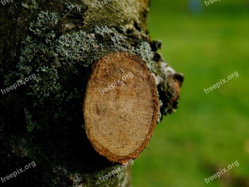 Tree Branch Sawed Off Green Nature