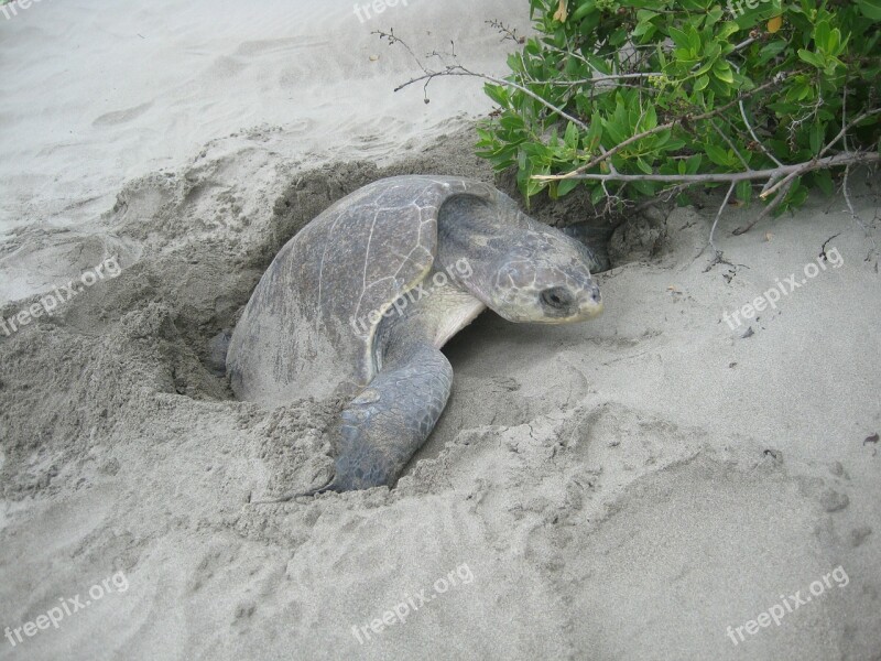 Turtle Eggs Mexico Free Photos