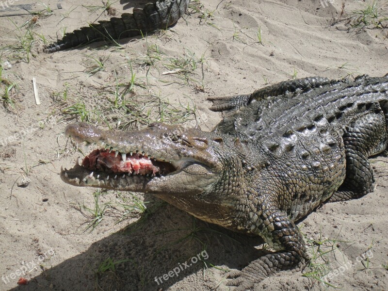 Feeding Cayman Chiapas Mexico Free Photos