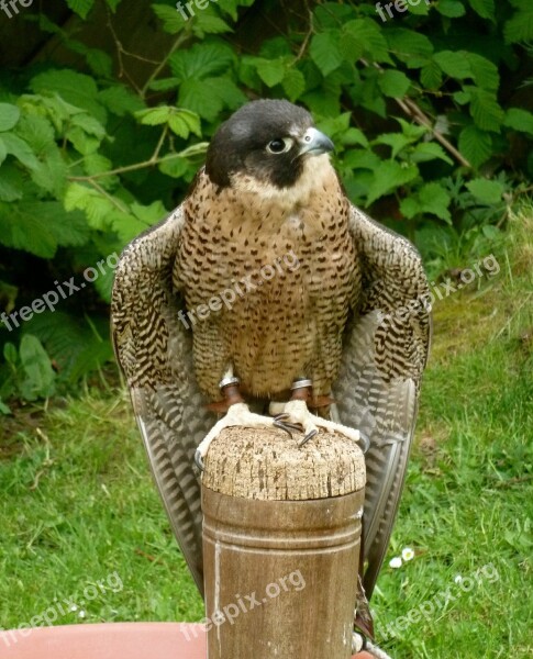 Peregrine Falcon Raptor Bird Nature