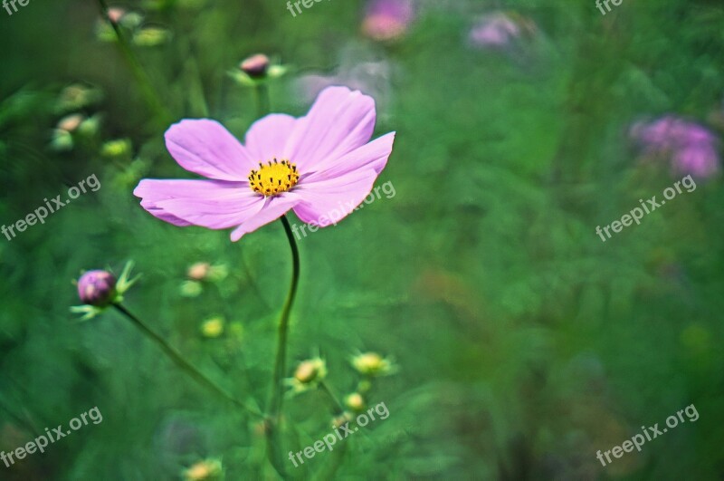 Cosmos Flowers Autumn Free Photos