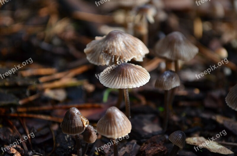 Mushrooms Forest Floor Nature Autumn Forest Mushroom