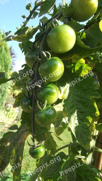 Green Tomatoes Sun Allotment Free Photos