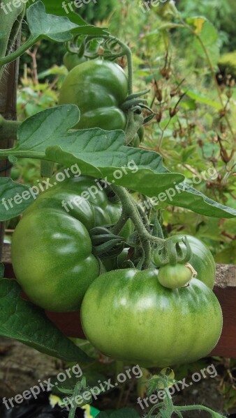 Tomato Growing Vegetable Organic Free Photos