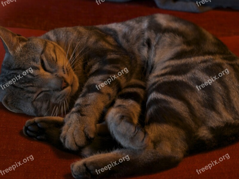 Cat Sleep Ball Grey Elongate