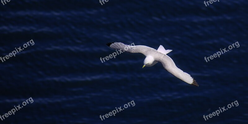 Bird Flying Sea Seagull Nature