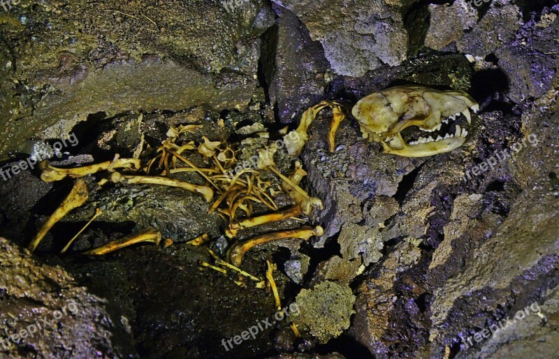 Skeleton Fox Skull Bone Dead