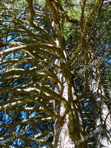 Branches Pine Mountain Forests Tree Mountain World