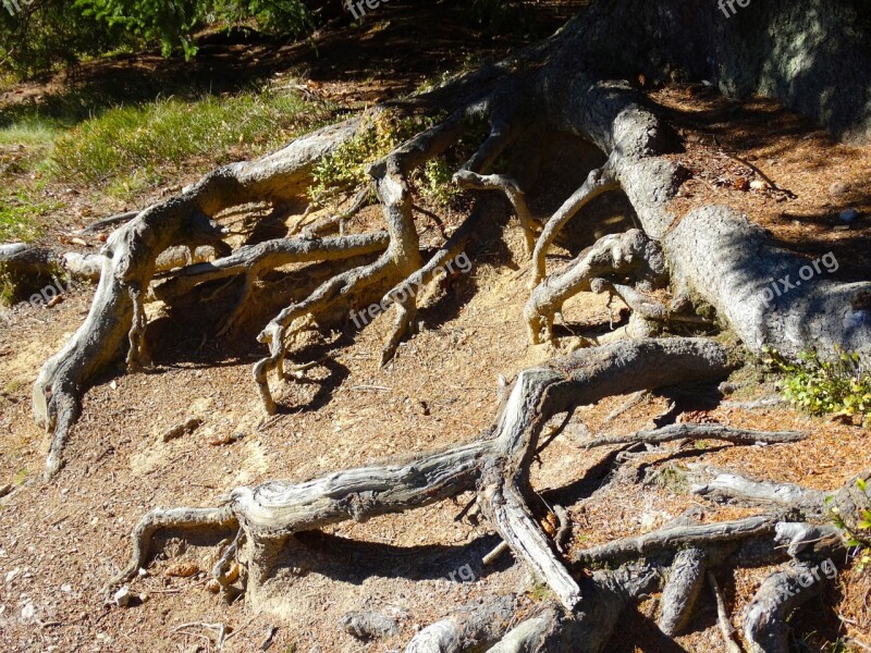 Tree Roots Root System Nature Free Photos