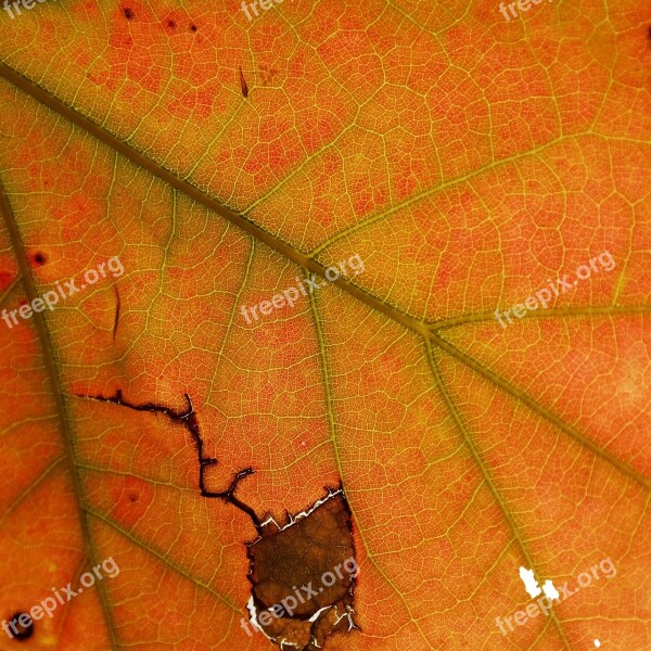 Leaves Leaf Braid Indian Summer Autumn