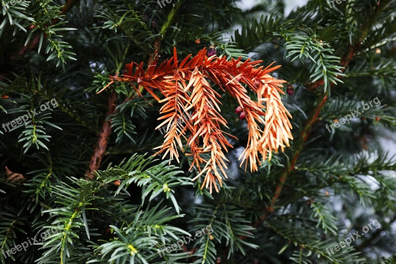 Yew Death Dead Plant Branch Needles