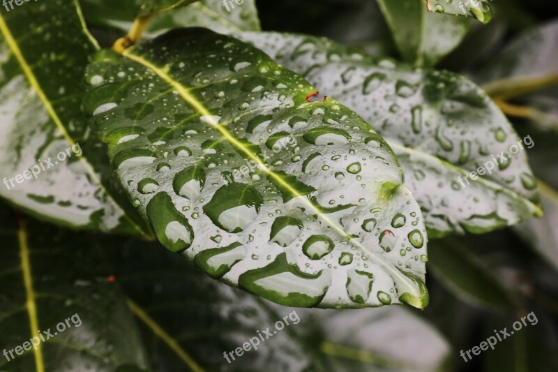 Leaf Drop Of Water Structure Raindrop Drip