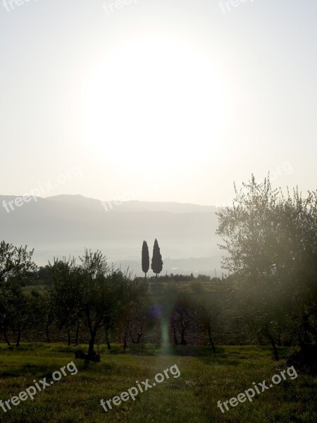 Cypress Trees Tuscany Italy Free Photos