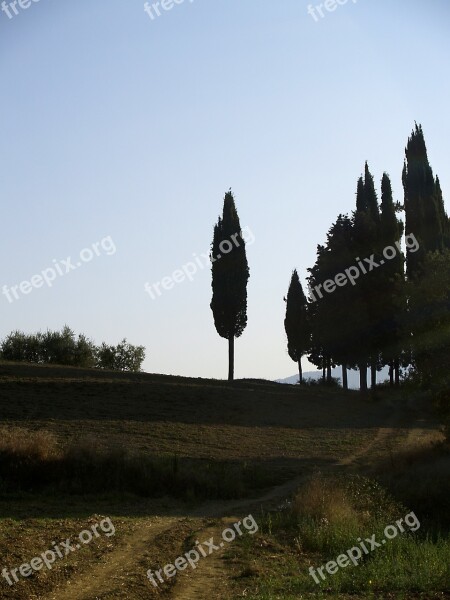 Cypress Tuscany Italy Free Photos