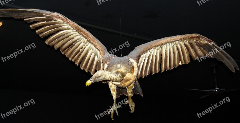 Condor Bird Of Prey Museum Natural History Verona