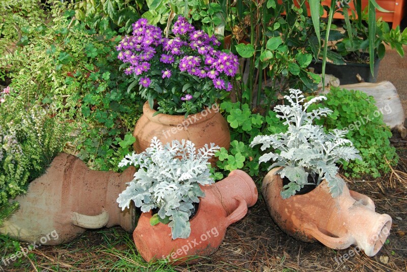 Amphorae Terracotta Flowers Violet White