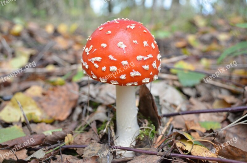 Mushroom Forest Birch Tree Foliage