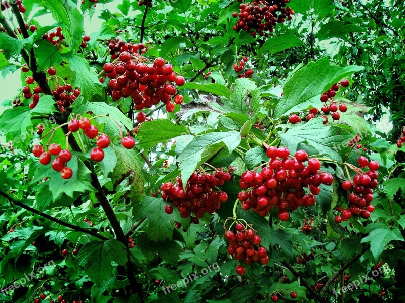 Viburnum Red Ukraine Berry Free Photos