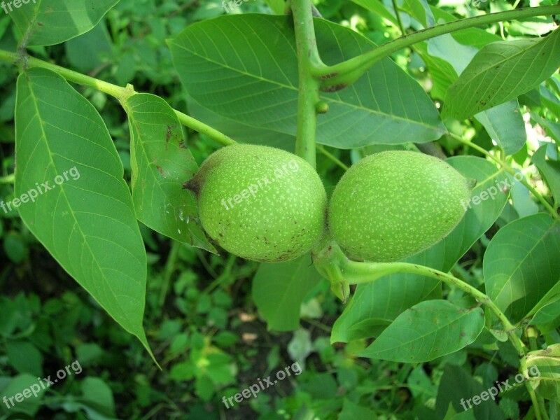 Walnut Nuts Greek Free Photos