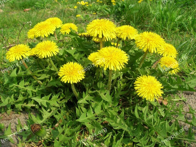 Dandelion Spring Plant Nature Flower