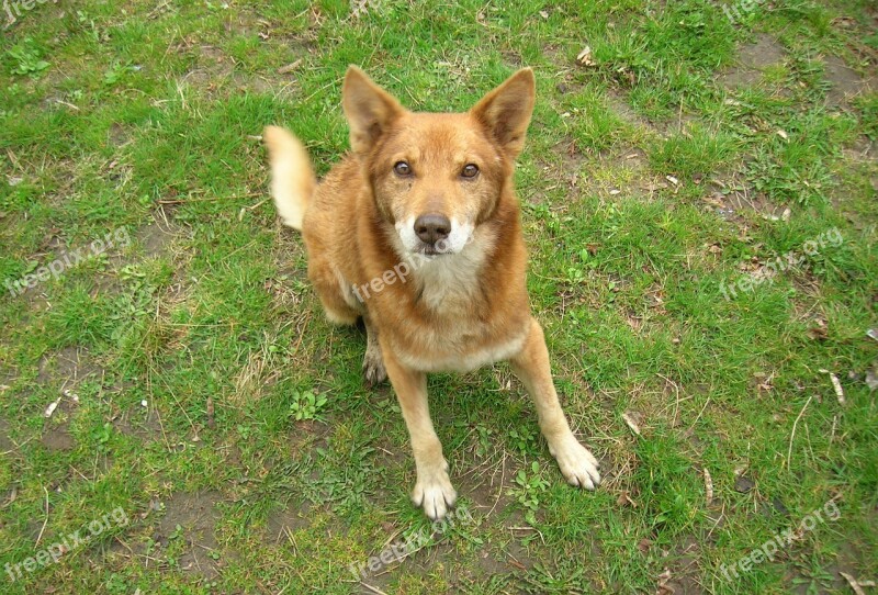 Dog Pets Man's Best Friend Pet Redhead