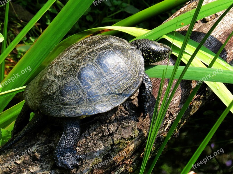 Water Turtle Turtle Animal Slowly Reptile