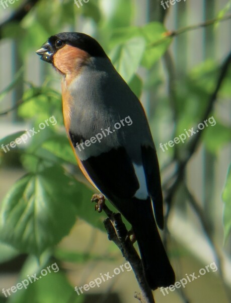 Bullfinch Bird Animal Free Photos