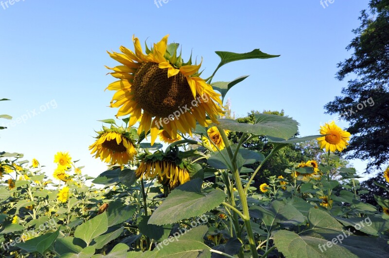 Sunflowers Huge Flower Yellow Free Photos