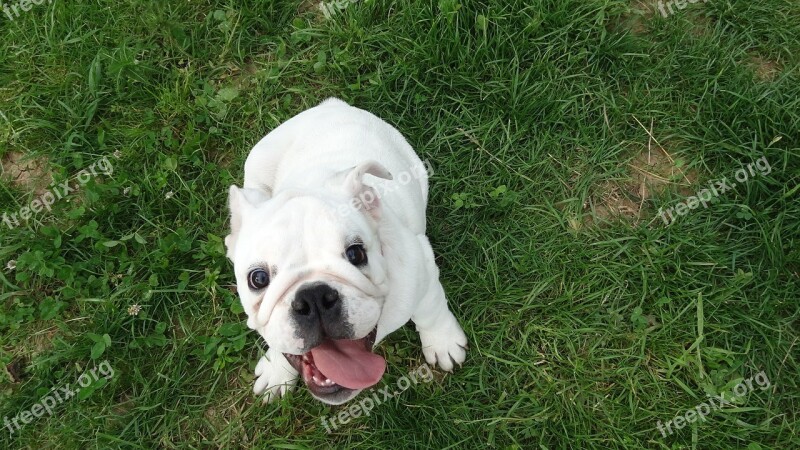 Dog Puppy English Bulldog Bulldog Cute