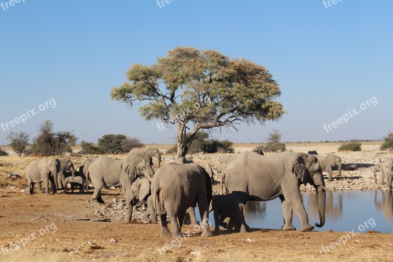 Elephants Namibia Wild Nature Free Photos