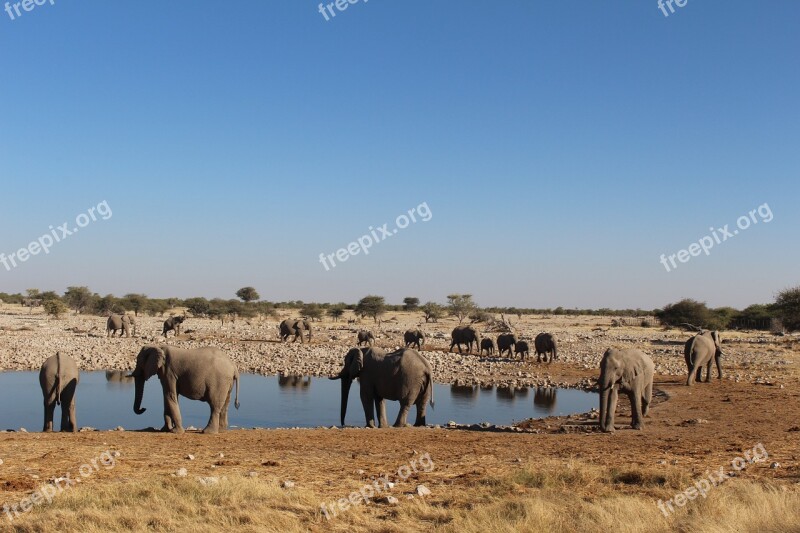 Elephants Namibia Wild Nature Free Photos