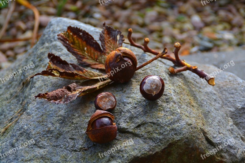 Chestnut Autumn Mood Autumn Nature Free Photos