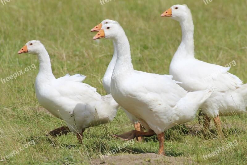 Geese Domestic Goose White Goose Pet