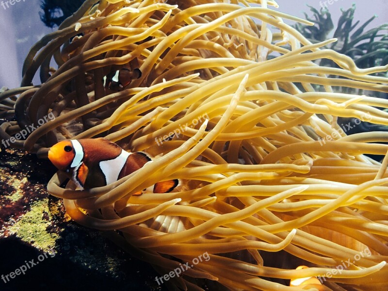 Sea Anemone Anemone Fish Ocean Underwater