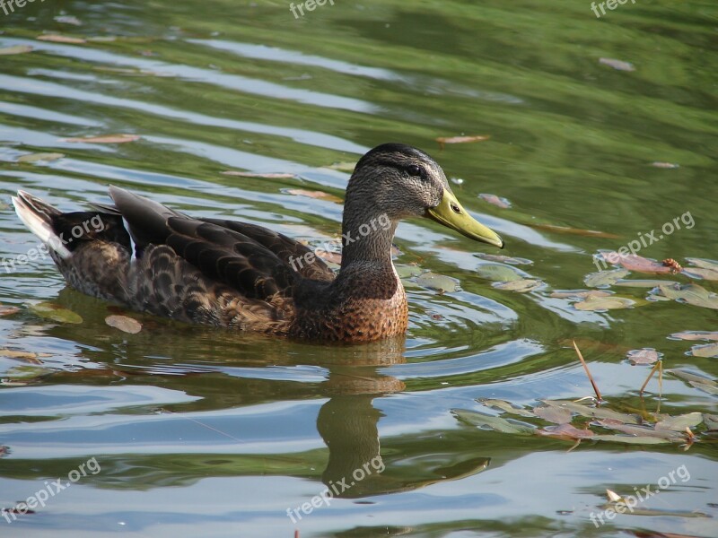 Mallard Lake Bird Free Photos