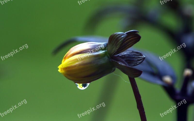 Flower Raindrop Yellow Stem Leaves