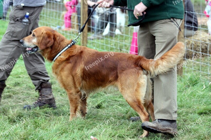 Dog Retriever Handler Lead Pet