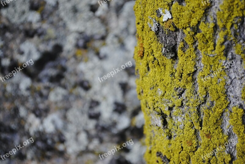 Forest Nature Mold Bark Vegetation