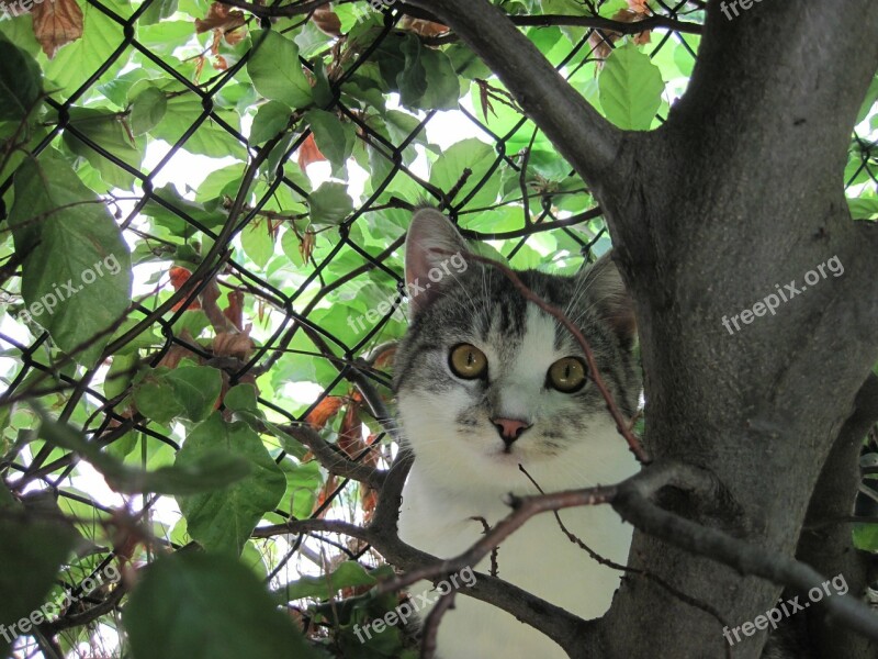 Cat Curious Attention Domestic Cat Outdoor