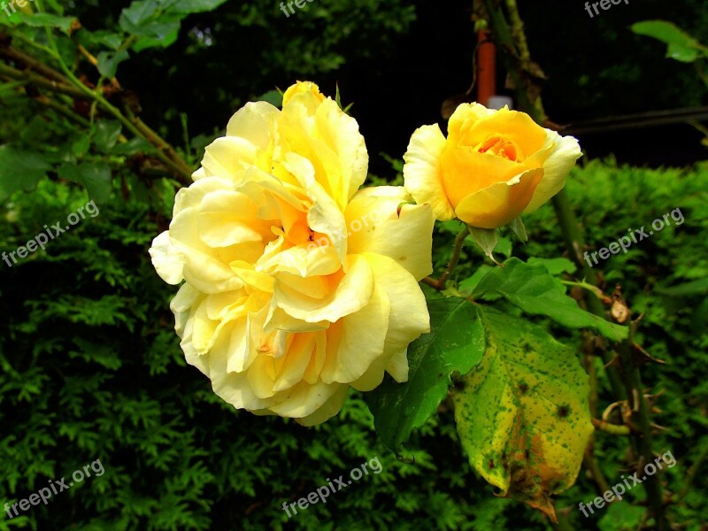 Roses Yellow Garden Flower Rose Bloom