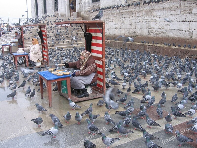 Pigeons Istanbul Feeding Old Feeding Birds