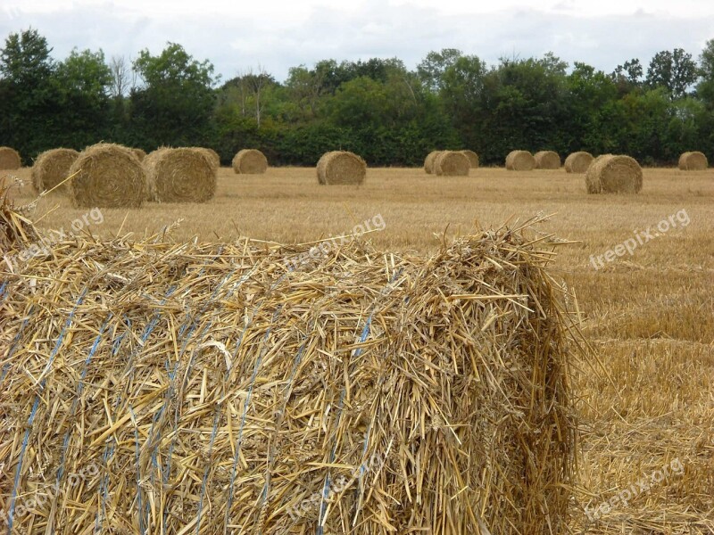 Straw Harvest Agriculture Free Photos