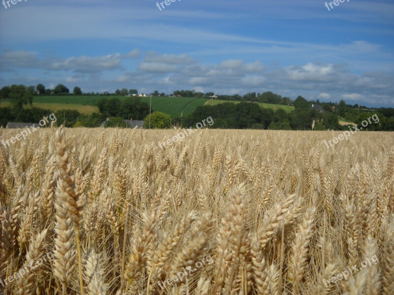 Cereals Agriculture Field Epi Wheat