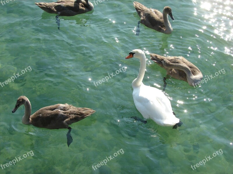 Swan Lake Animal World Waters Free Photos